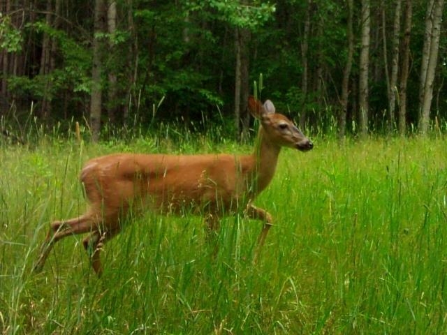 77-acres West Beamish Road Sanford, MI 48657 - Photo 3 of 4