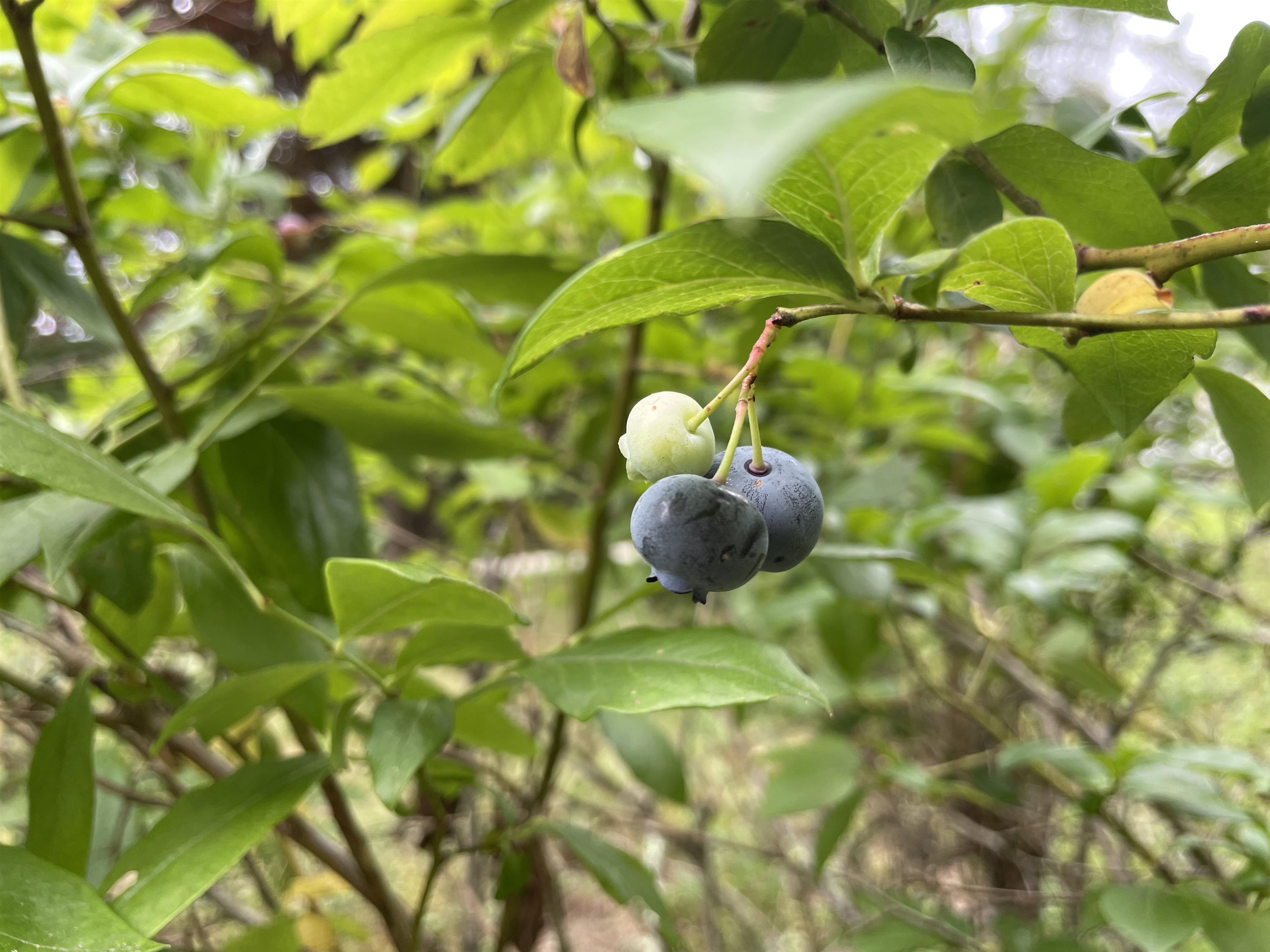 110 Conway Road Madison, NH 03849 - Photo 46 of 55
