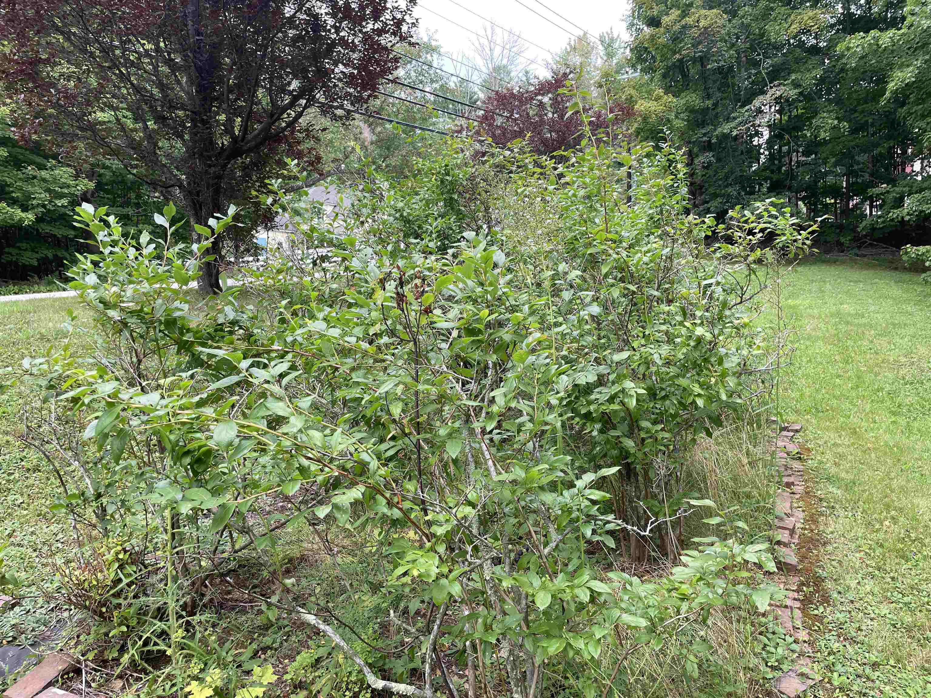 110 Conway Road Madison, NH 03849 - Photo 48 of 55