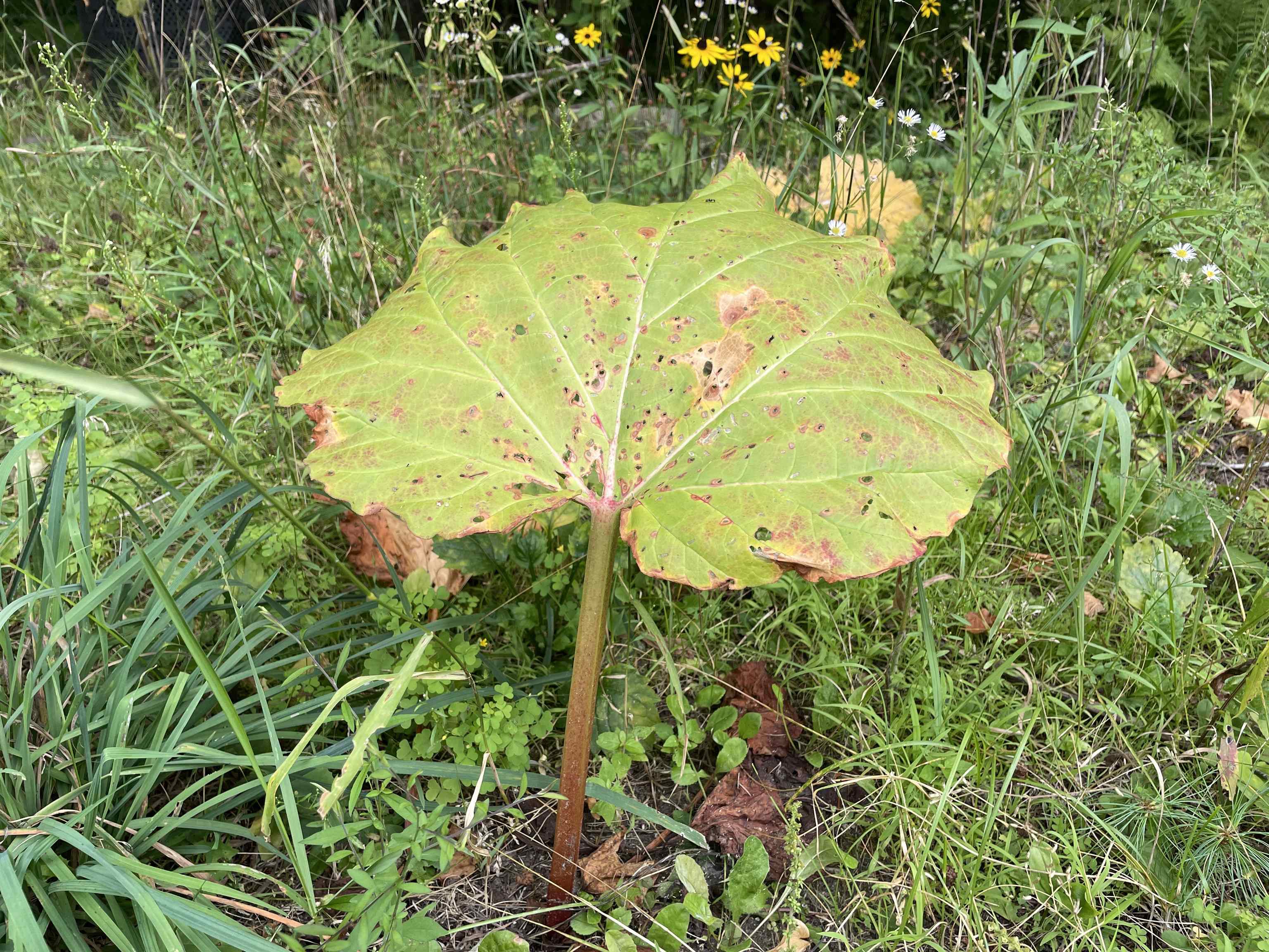 110 Conway Road Madison, NH 03849 - Photo 49 of 55
