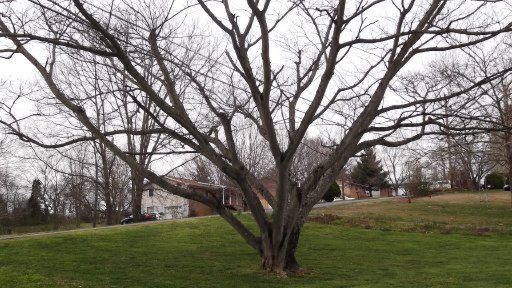 2635 Randall Road Strawberry Plains, TN 37871 - Photo 26 of 28 Additional Photo