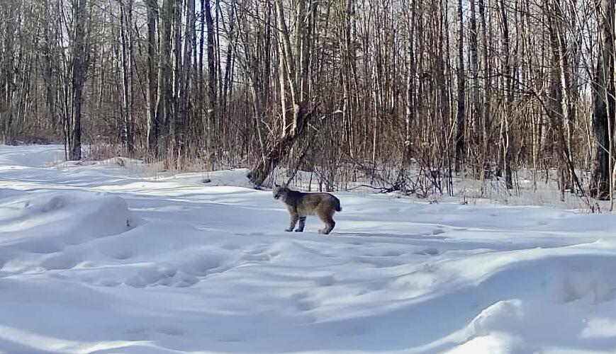 N1742 County Road North Kennan, WI 54537 - Photo 57 of 61 Wildlife