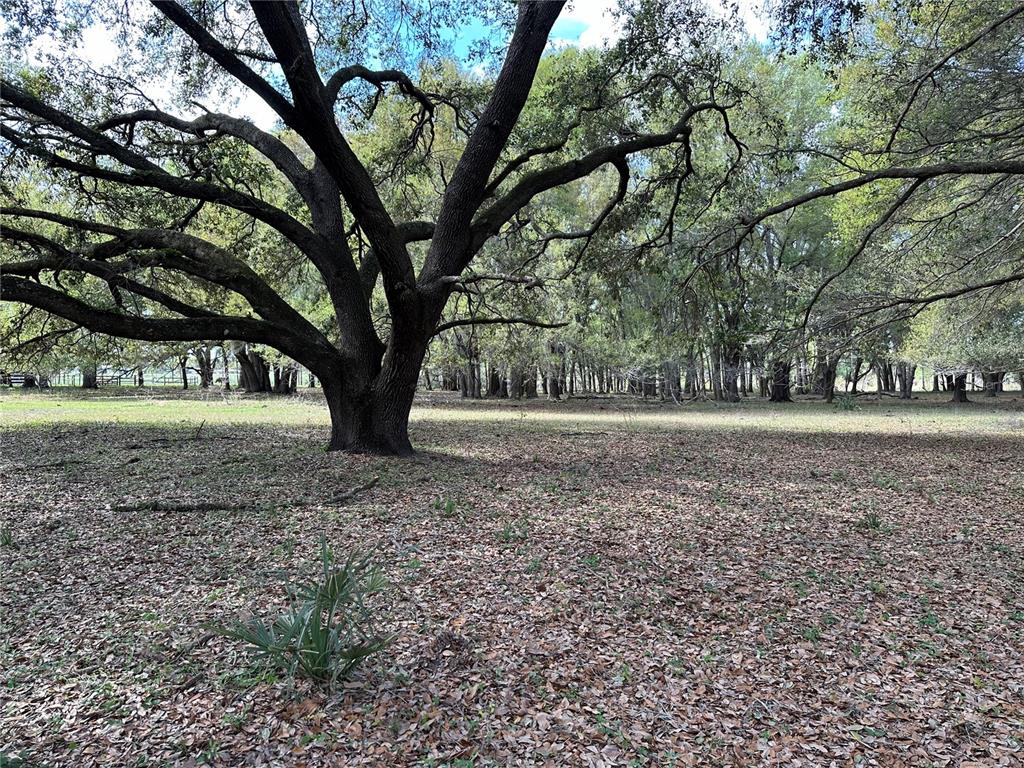 ANCIENT LIVE OAKS!