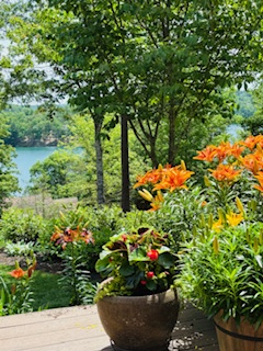 511 Palmer Way Sunset, SC 29685 - Photo 46 of 50 Summer landscaping by Front Deck