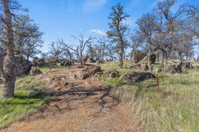 a view of a yard with a tree