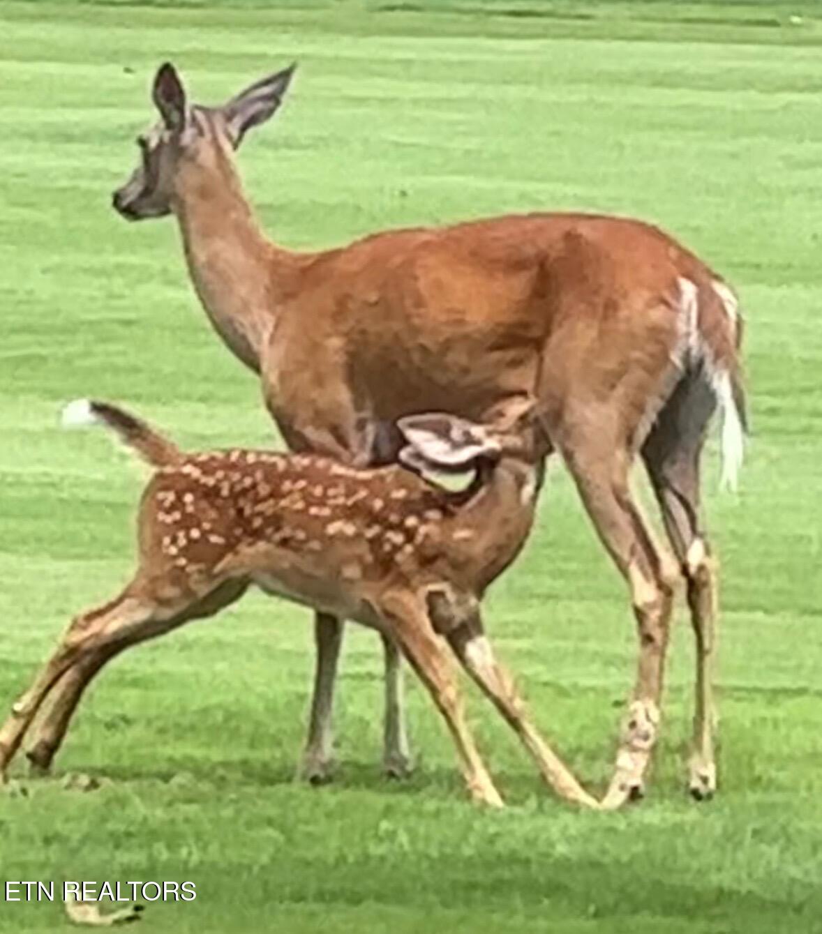 161 Greenwood Road Crossville, TN 38558 - Photo 4 of 8 Wildlife