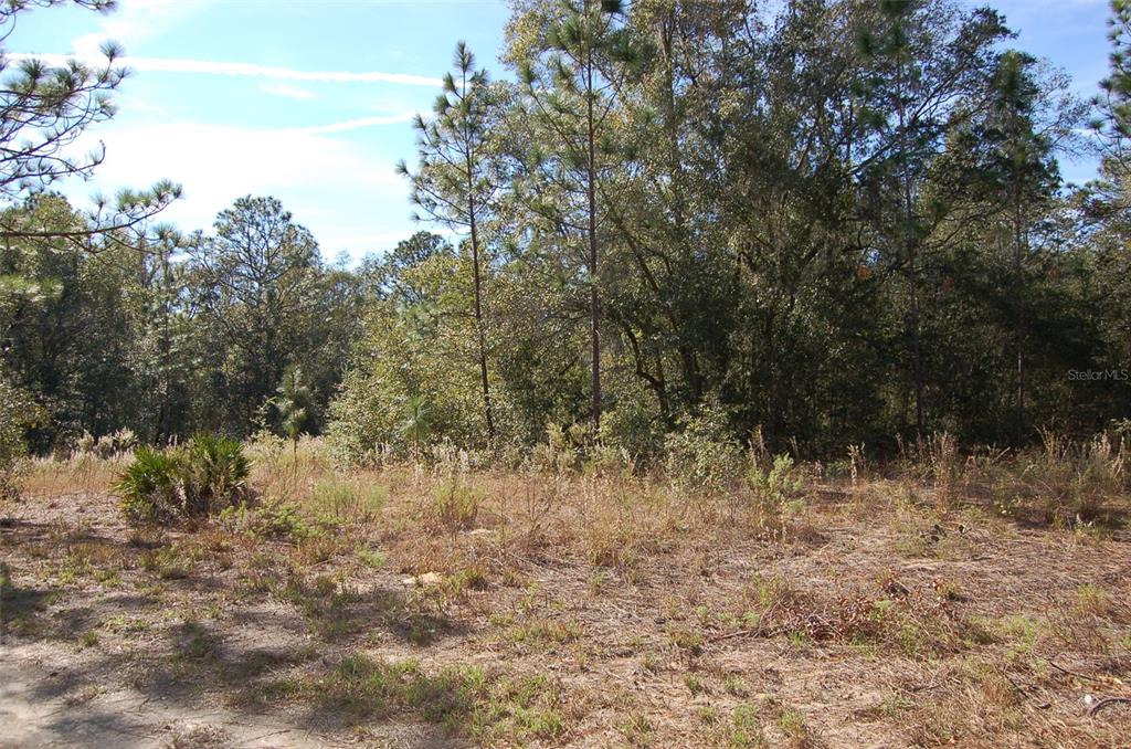 Tdb Southwest 29th Place Ocala, FL 34481 - Photo 1 of 6 a view of a forest with trees in the background