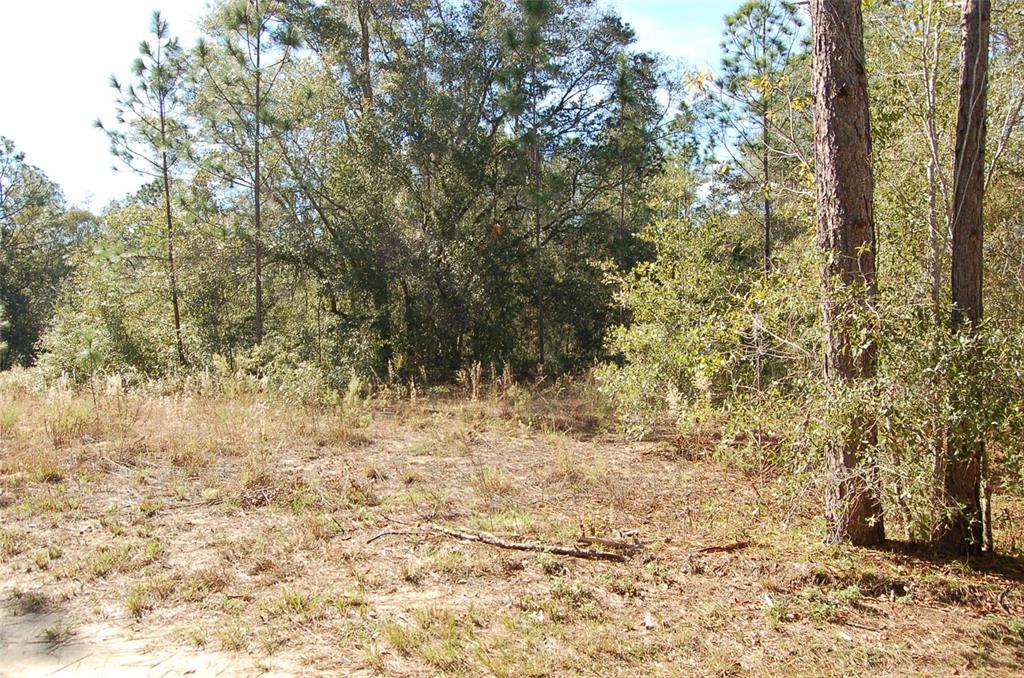 Tdb Southwest 29th Place Ocala, FL 34481 - Photo 2 of 6 a view of a yard with trees