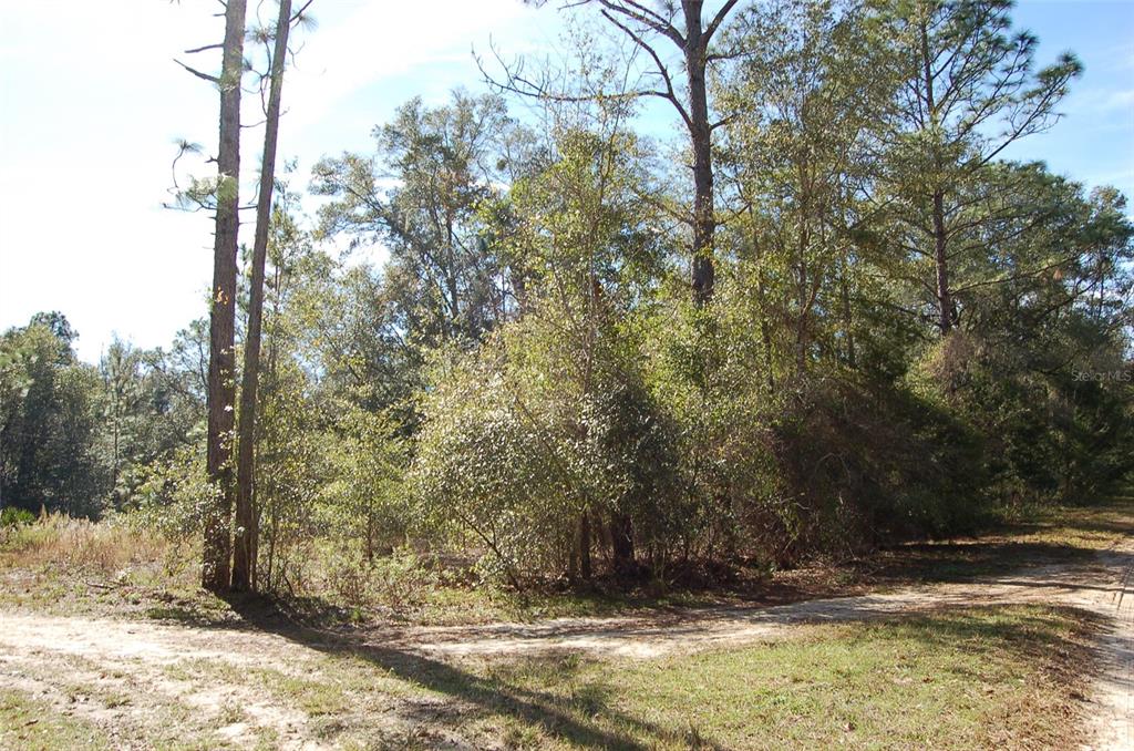 Tdb Southwest 29th Place Ocala, FL 34481 - Photo 4 of 6 a view of tree in front of a house