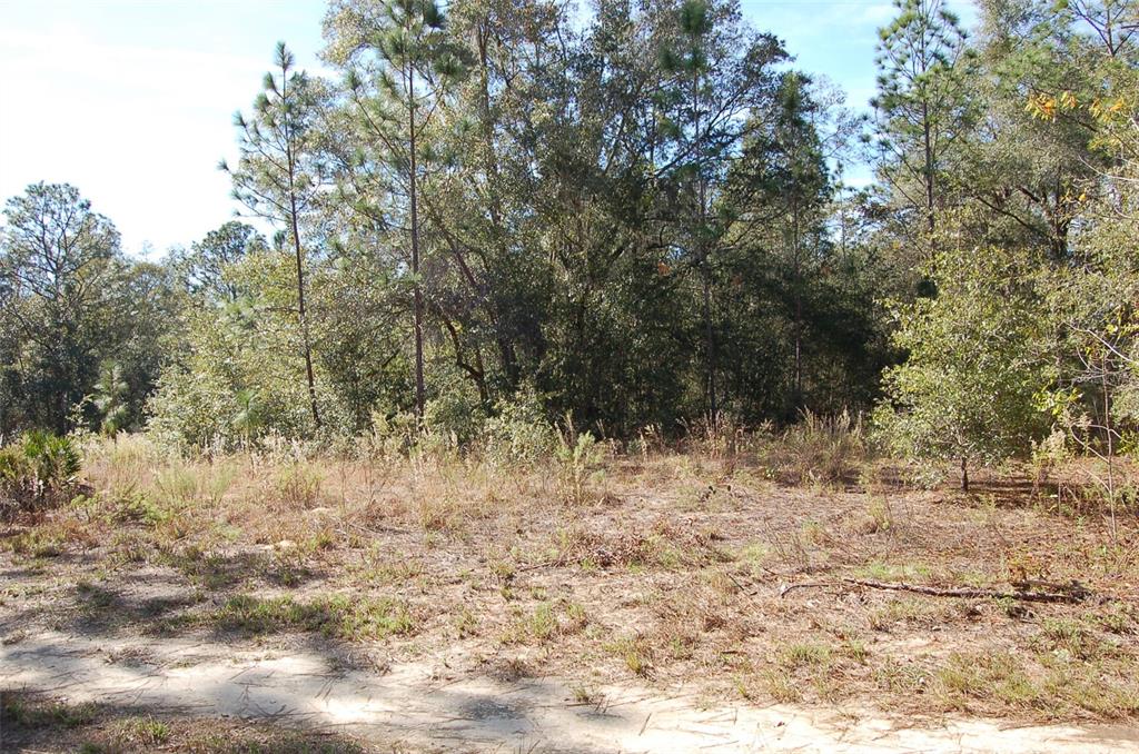 Tdb Southwest 29th Place Ocala, FL 34481 - Photo 6 of 6 a view of a yard with a tree