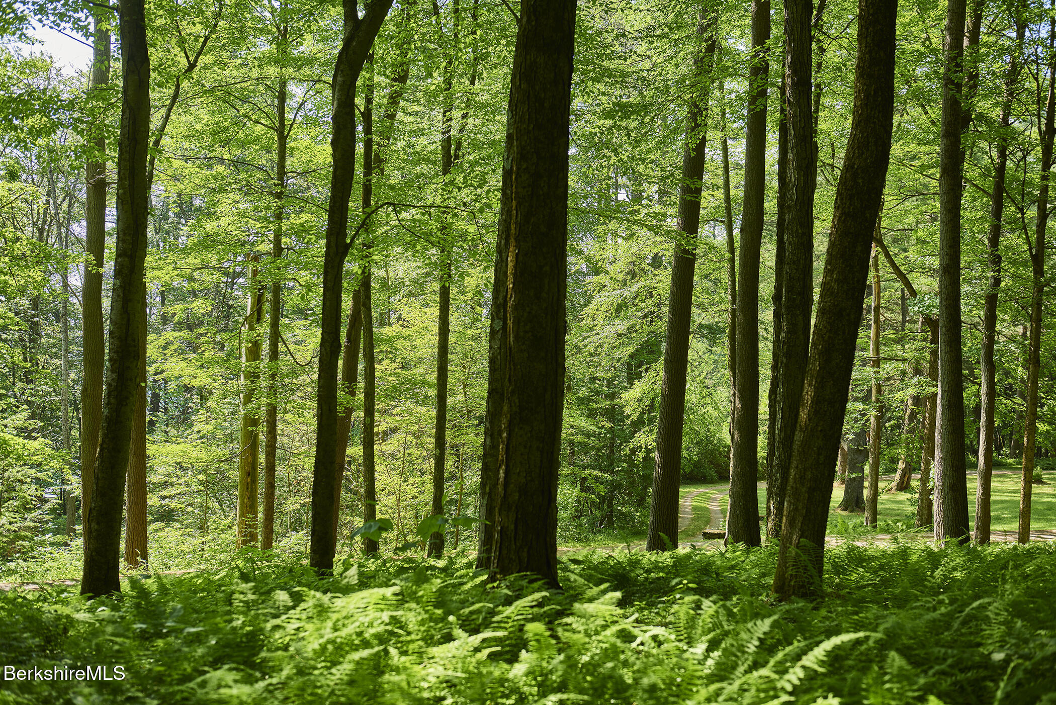 319 Under Mountain Road Lenox, MA 01240 - Photo 54 of 57 a view of outdoor space and trees in the forest