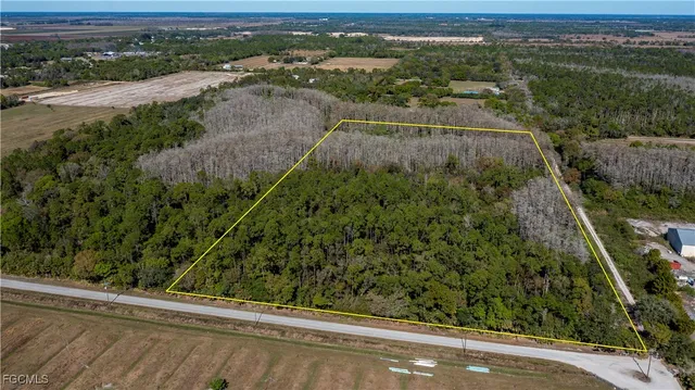 a view of a forest with a houses