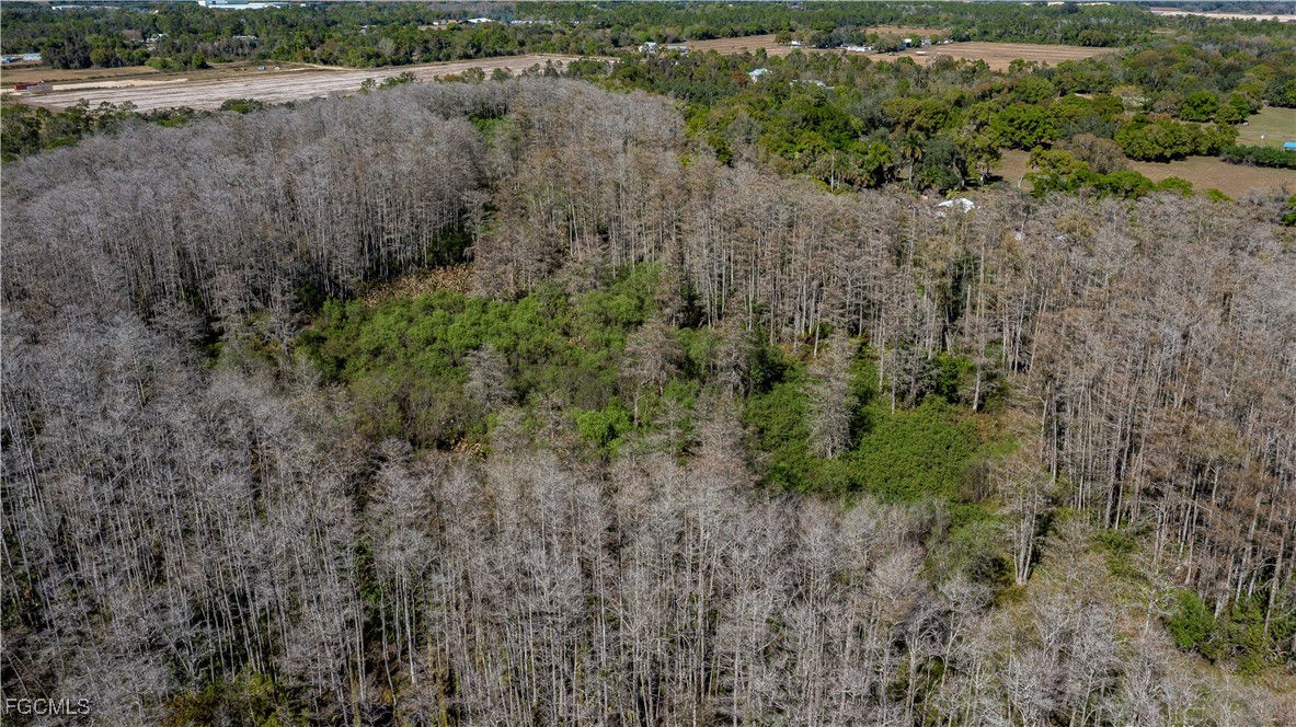 900 G Road LaBelle, FL 33935 - Photo 13 of 15 a view of a forest with a houses