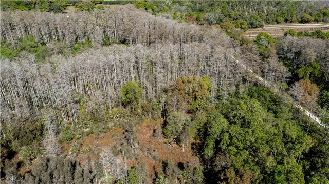 a view of a dry yard with trees all around