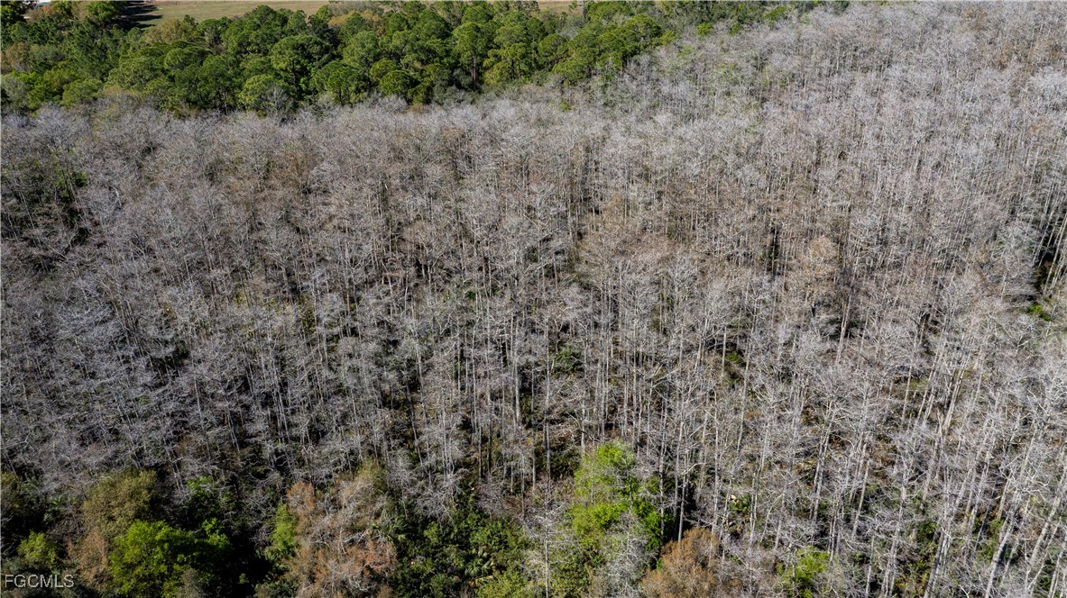 900 G Road LaBelle, FL 33935 - Photo 15 of 15 a view of a dry yard with trees all around