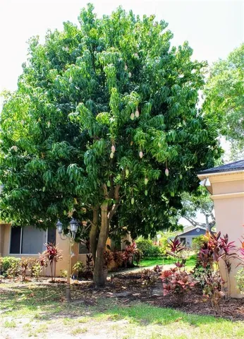 a view of a fire pit with large trees