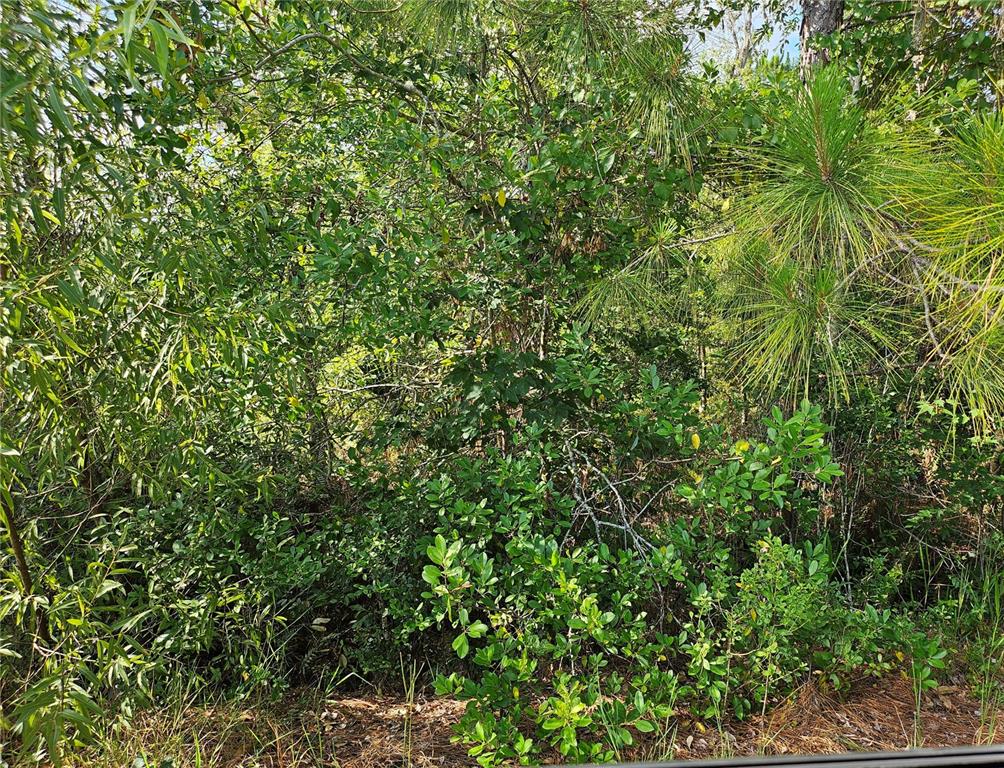 Sr-33 Clermont, FL 34714 - Photo 4 of 9 a view of a lush green forest