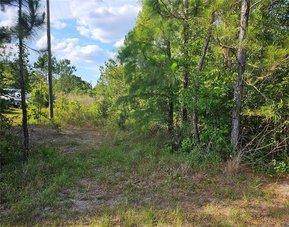 Sr-33 Clermont, FL 34714 - Photo 7 of 9 a view of a lush green forest