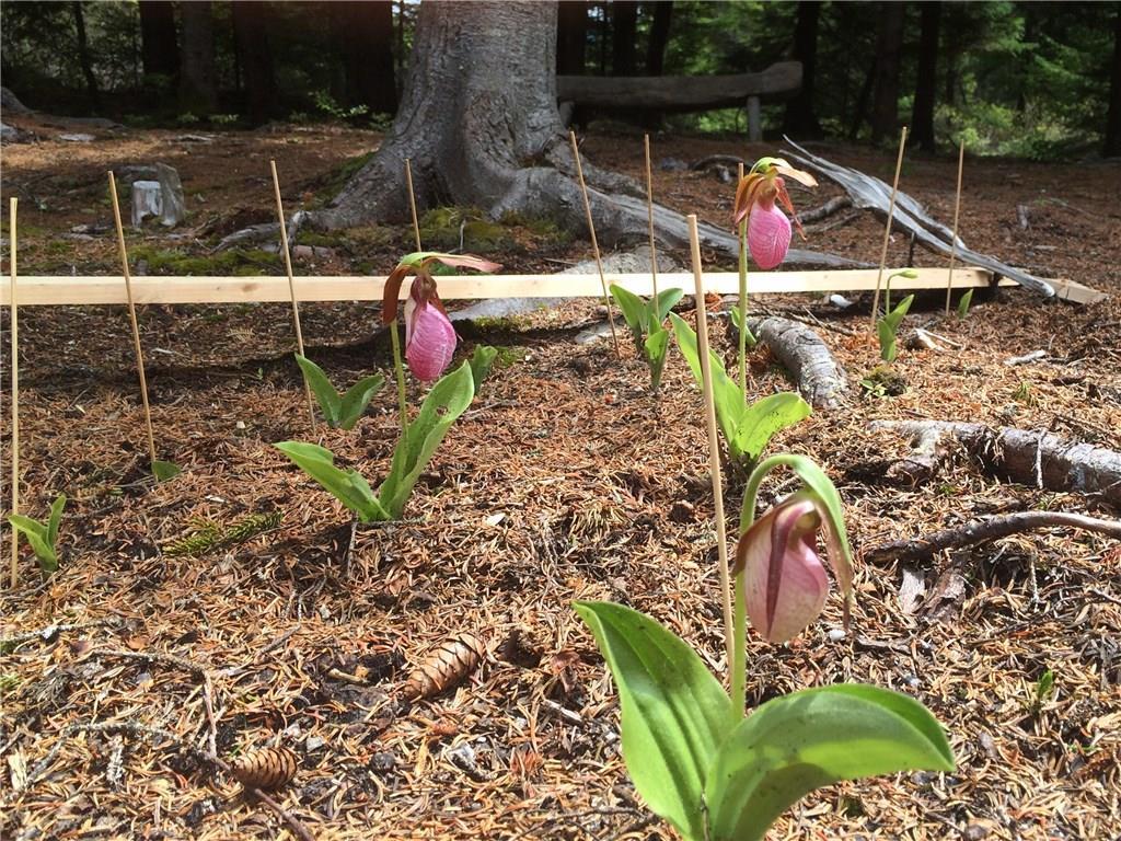 2 Big Moose Road Bass Harbor, ME 04653 - Photo 11 of 21 Photo