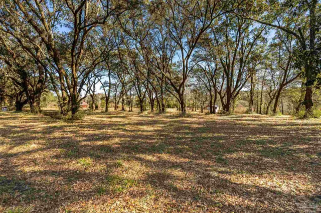 a view of a forest with trees in the background