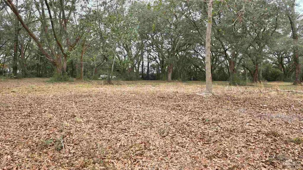 a view of a forest with trees