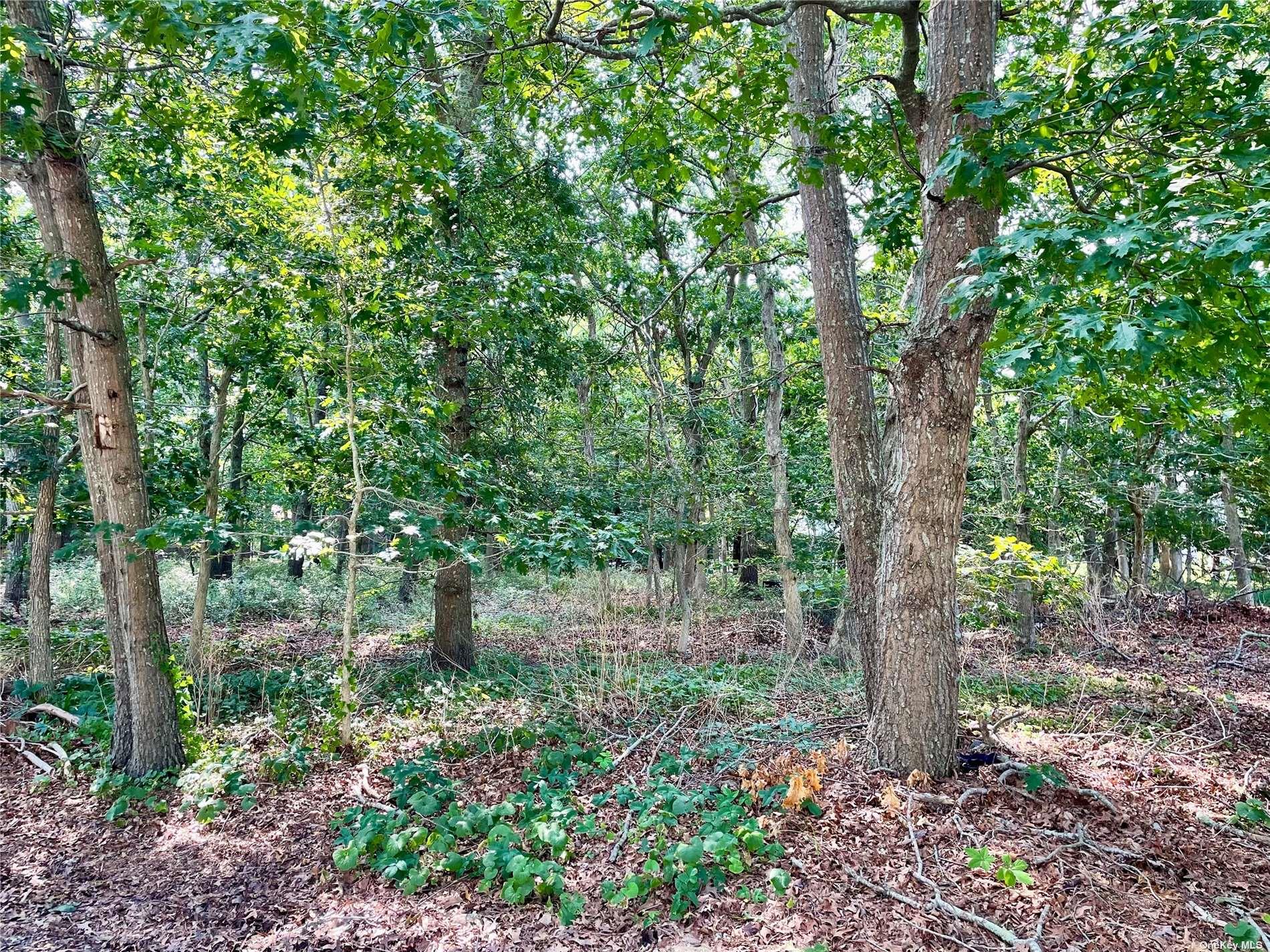 5 Warwick Road East Hampton, NY 11937 - Photo 2 of 2 a view of a forest with trees