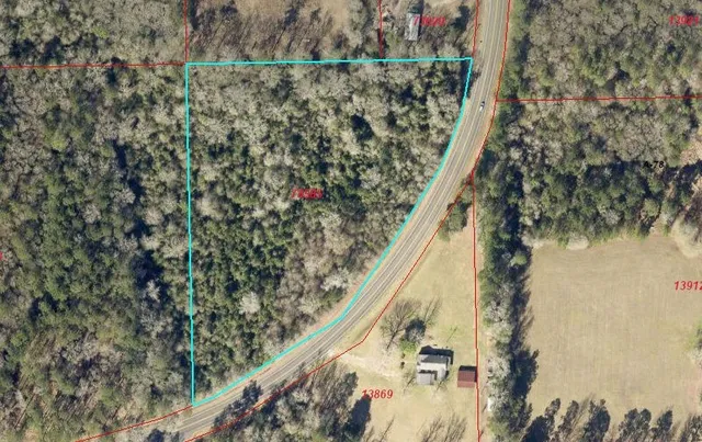 a close up of a plant in a forest