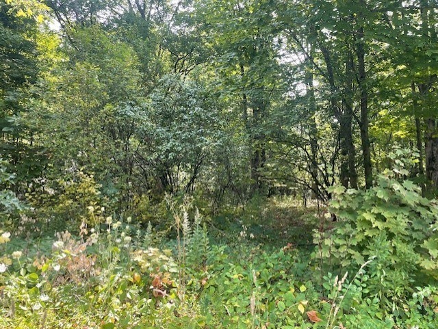 a view of a lush green forest