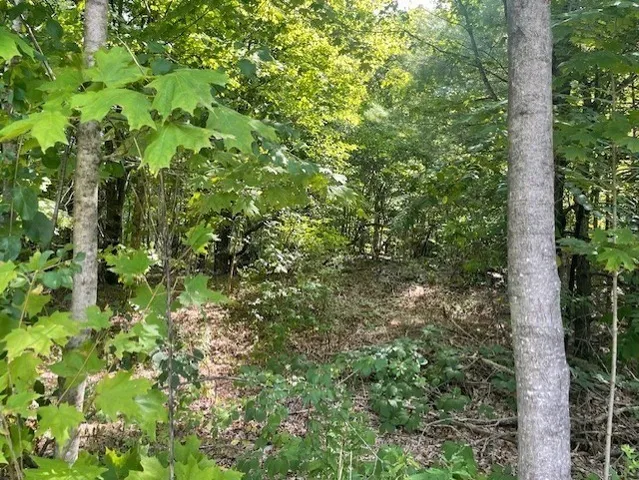 a view of a lush green forest