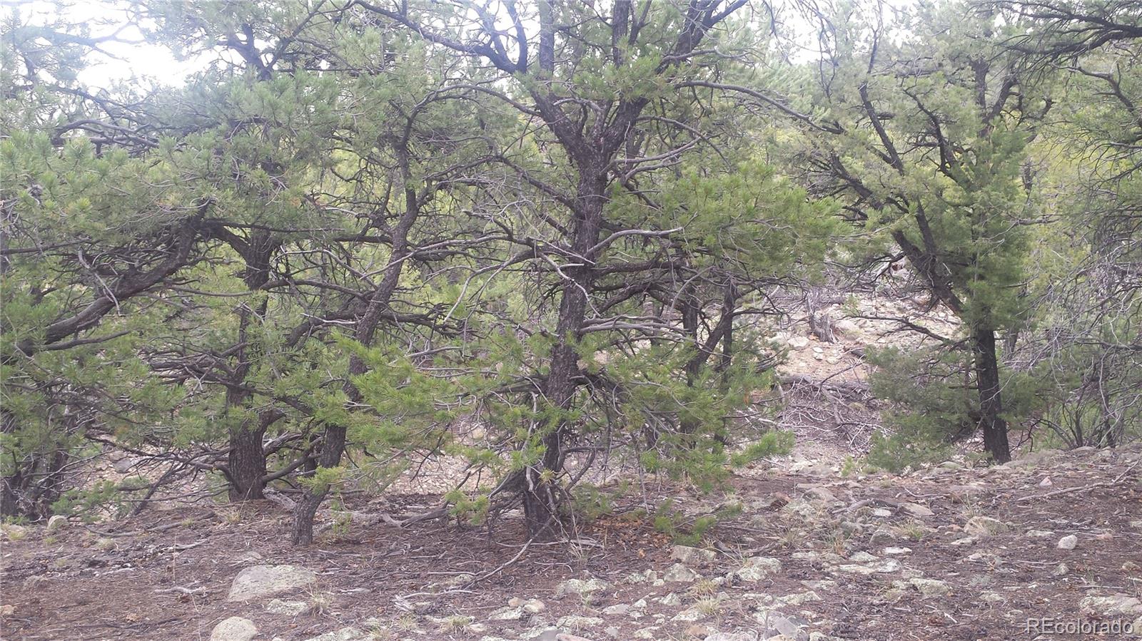 5635 Pinon Rdg Trail Salida, CO 81201 - Photo 12 of 17 a backyard of a house with lots of green space
