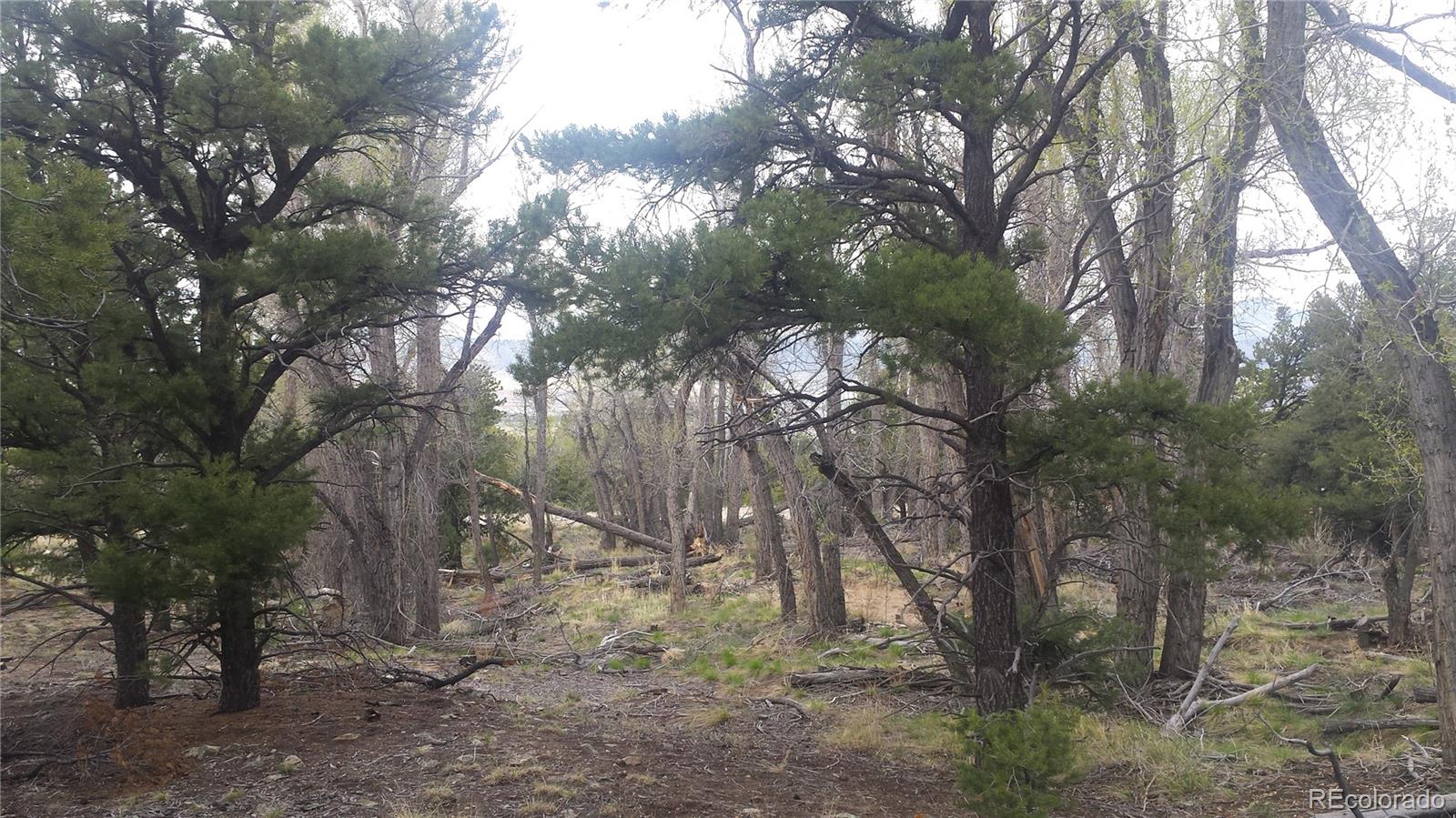5635 Pinon Rdg Trail Salida, CO 81201 - Photo 10 of 17 a view of forest