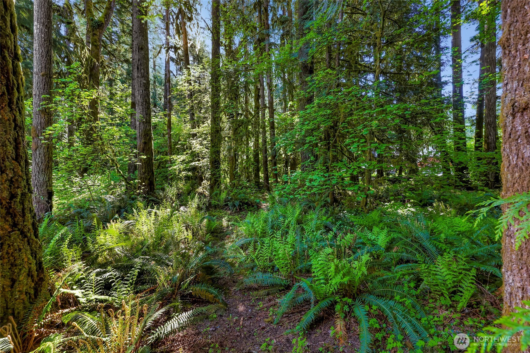 7010 Rainier Way Deming, WA 98244 - Photo 28 of 35 a view of a lush green forest