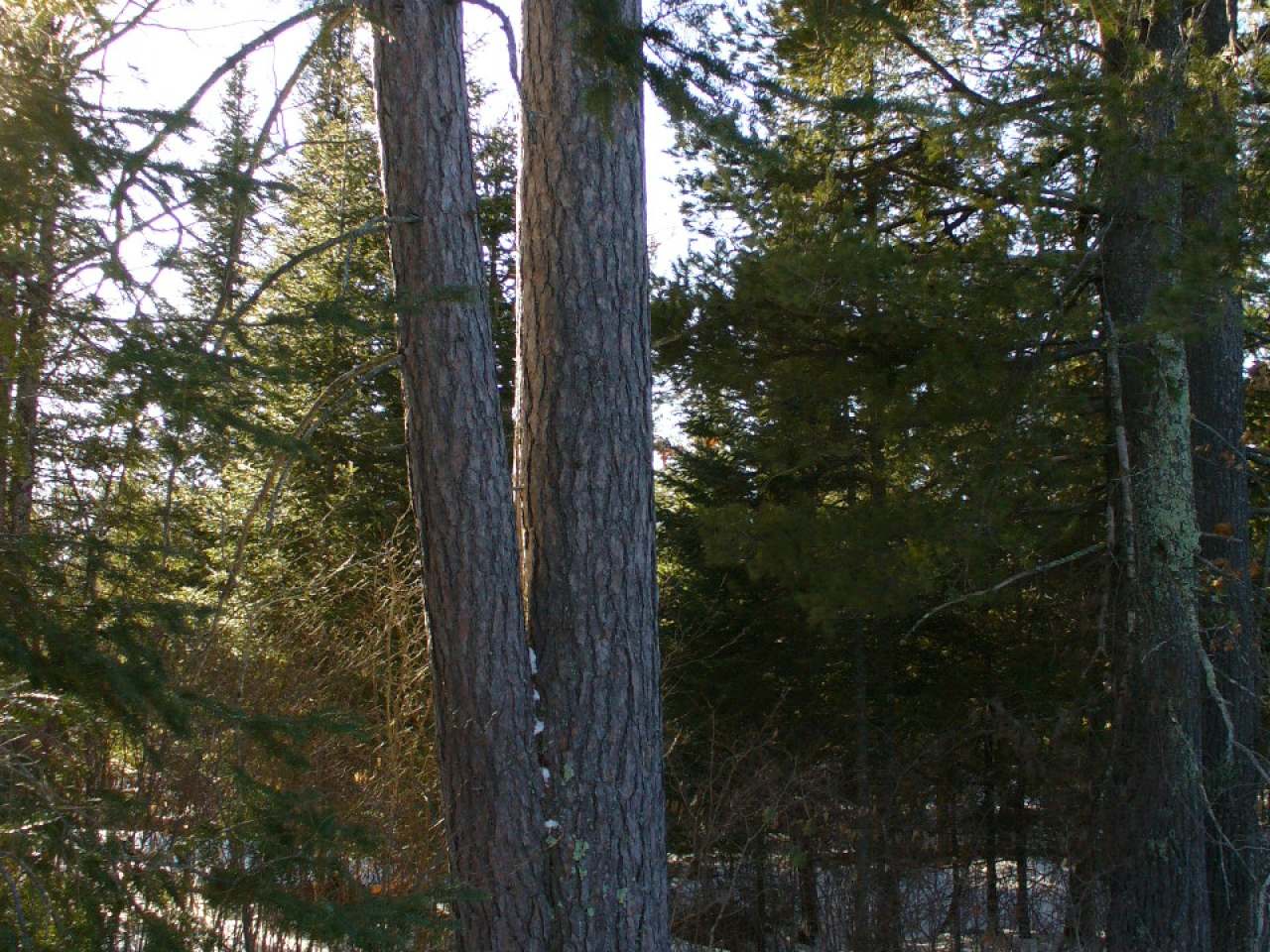 Lot14 Pelican Ranch Road Rhinelander, WI 54501 - Photo 16 of 16 Gallery Image 16