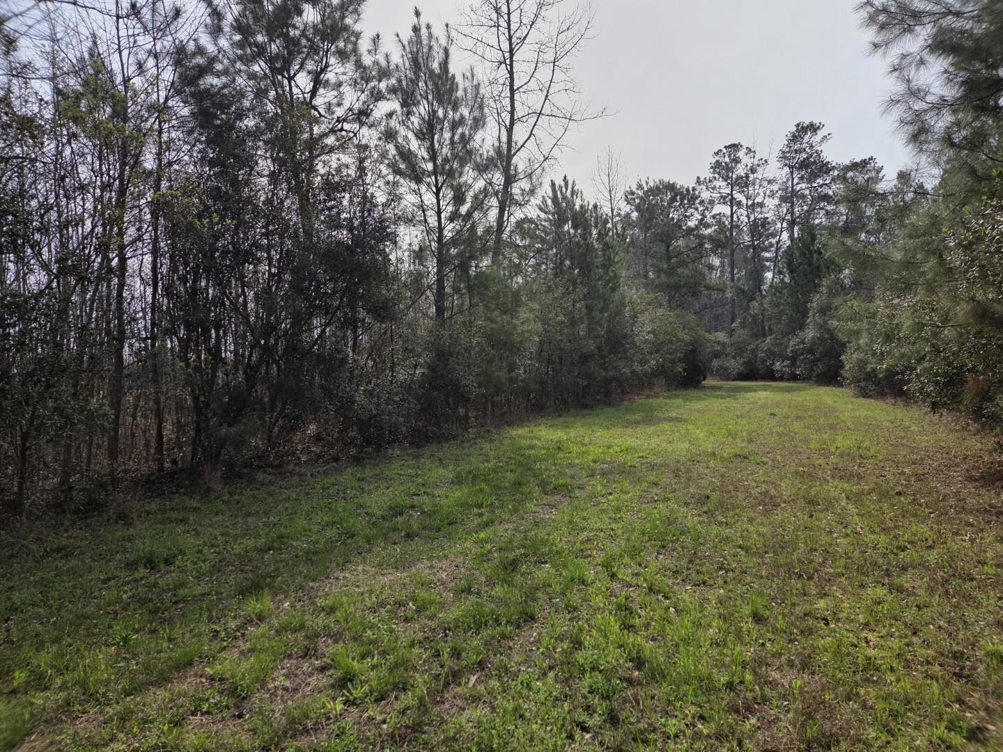 Tbd Hubcap Road Kingstree, SC 29556 - Photo 2 of 5 Gallery Image 2