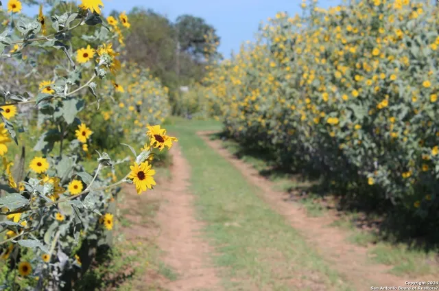 a view of a yard with plants and wooden fence