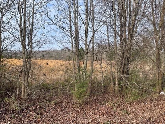 a view of a yard with trees