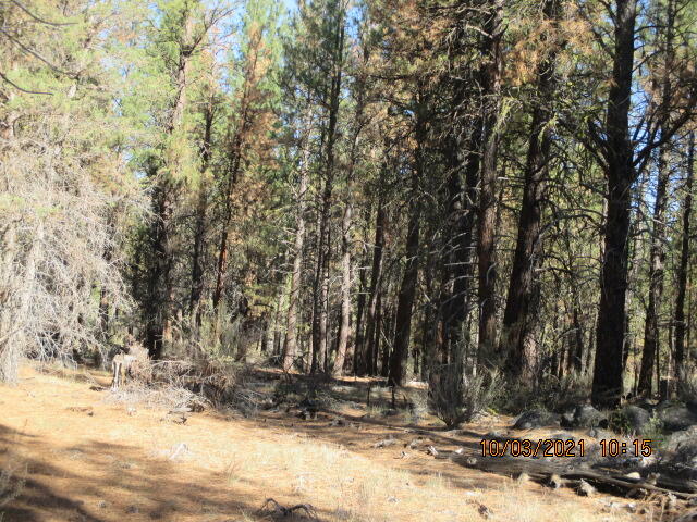 Lot 1200 Sprague River Road Sprague River, OR 97639 - Photo 10 of 12 IMG_7837