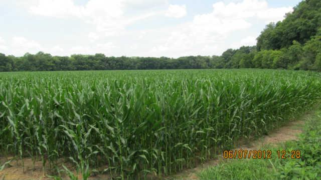 0 Nickell Valley Road Centerville, TN 37033 - Photo 1 of 6 Gallery Image 1