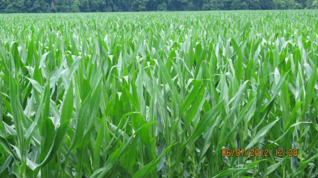 0 Nickell Valley Road Centerville, TN 37033 - Photo 2 of 6 Gallery Image 2