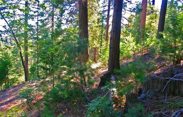 a view of forest
