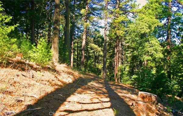 a view of under tree