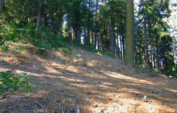 a view of a forest with trees in the background