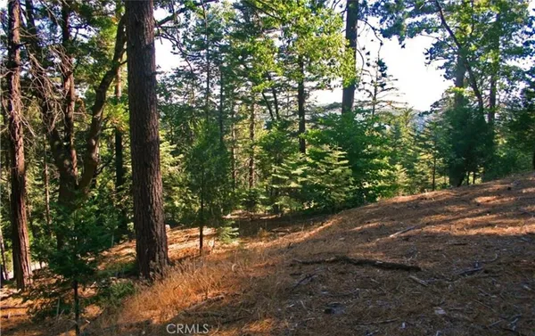 a view of a forest with trees