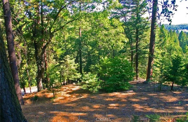 a view of a yard with plants and trees