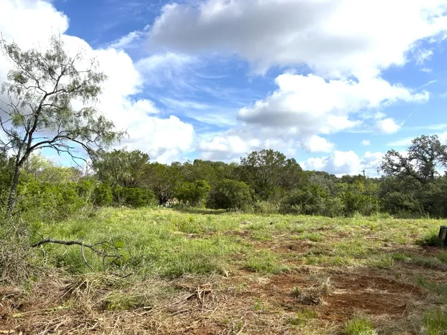 a view of a yard with plants and large trees