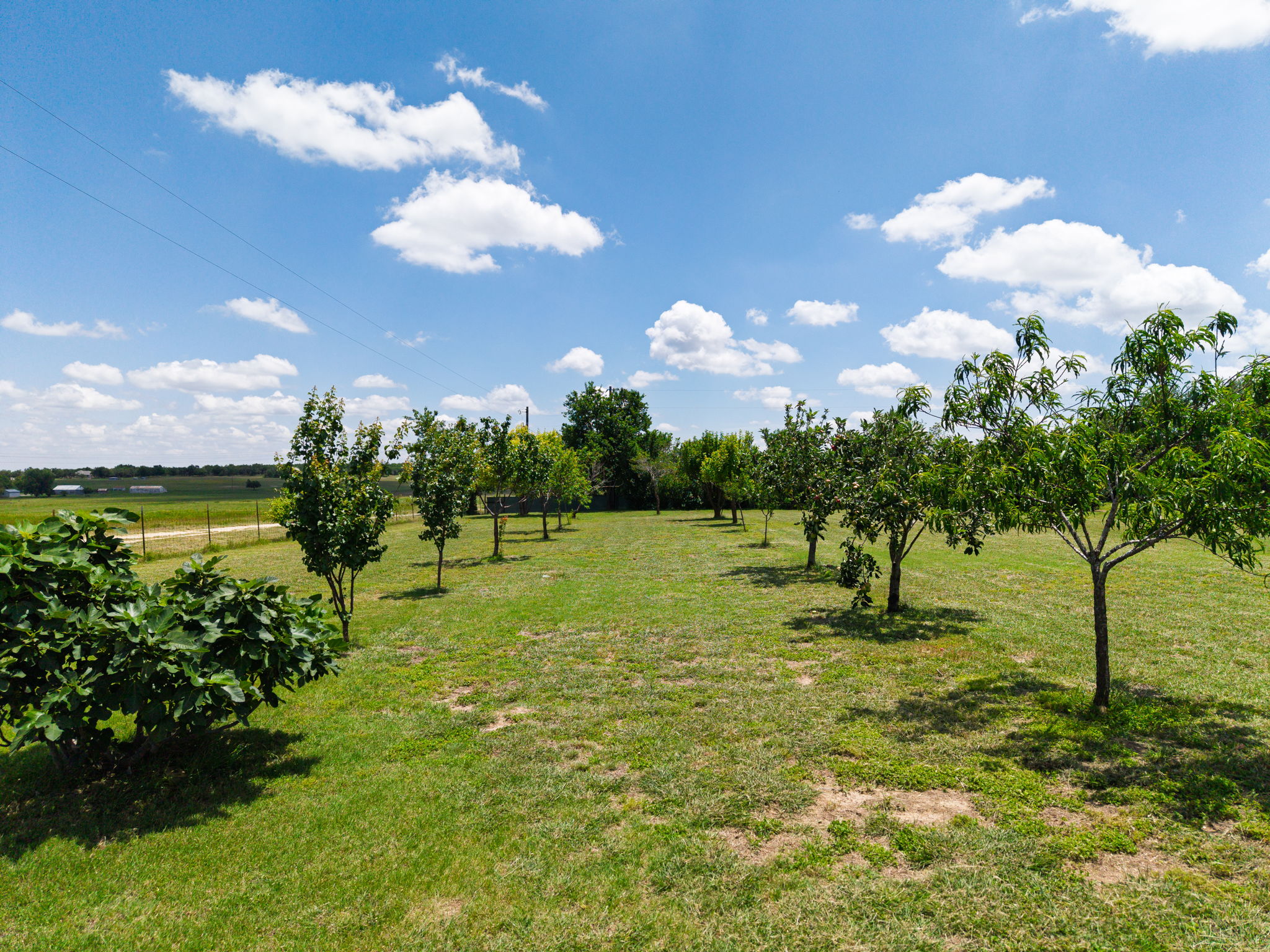 120 Rae Lane Jarrell, TX 76537 - Photo 19 of 40 Expansive lawn with mature fruit trees and distant rural scenery