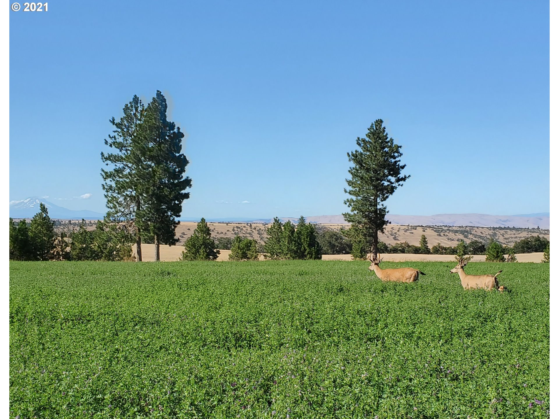 81209 Burtner Road Dufur, OR 97021 - Photo 9 of 27 Gallery Image 9
