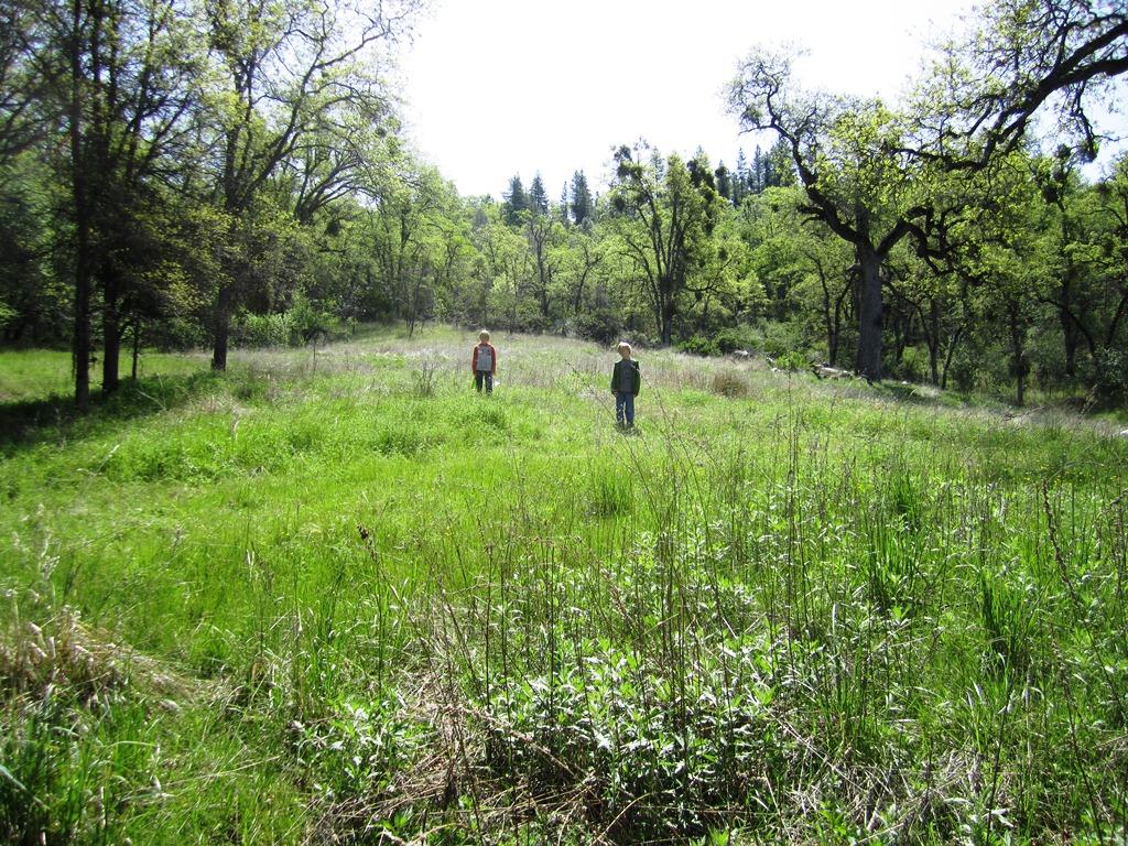 173-acres Shingletown Ridge Road Shingletown, CA 96088 - Photo 1 of 28 meadow