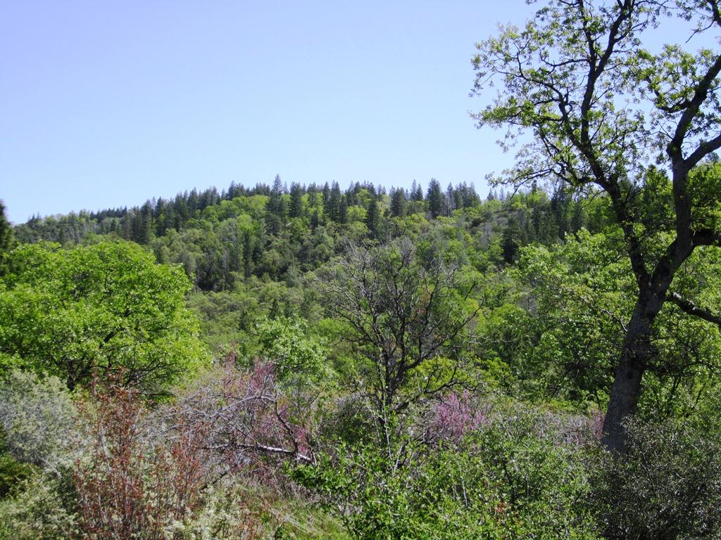 173-acres Shingletown Ridge Road Shingletown, CA 96088 - Photo 13 of 28 hillside