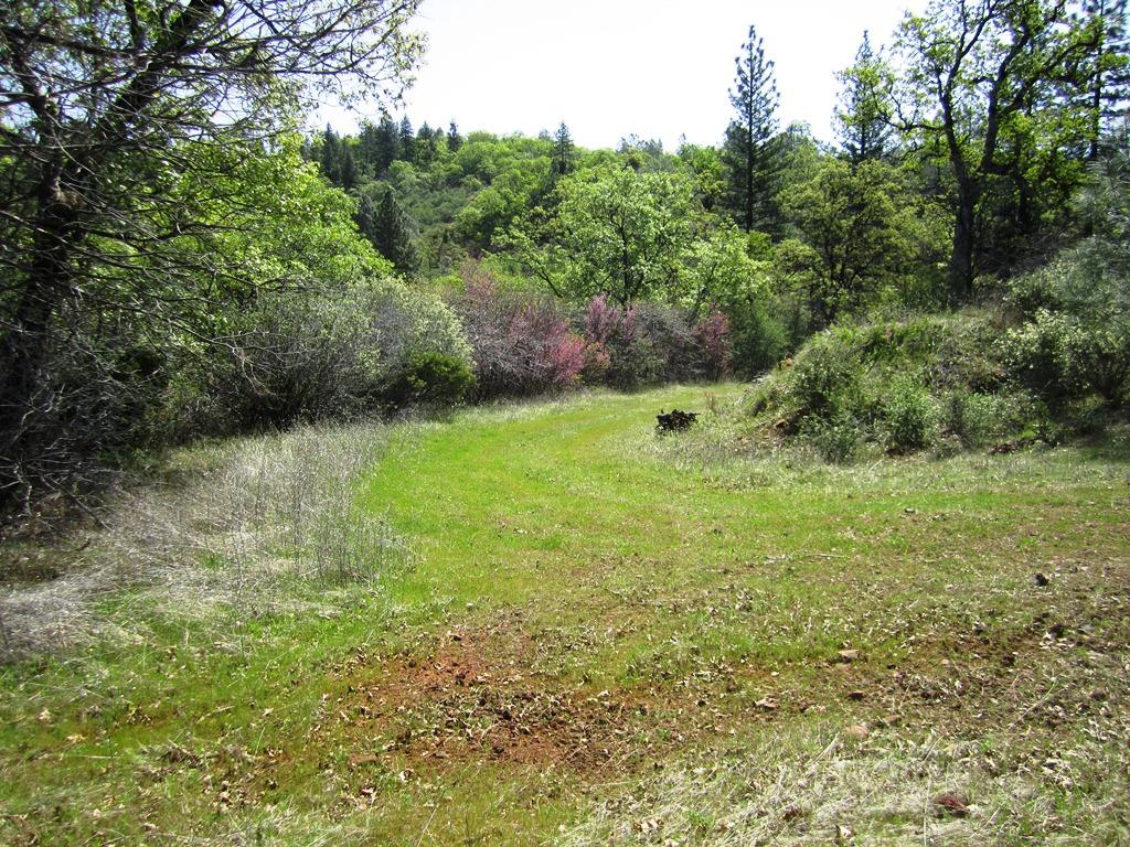 173-acres Shingletown Ridge Road Shingletown, CA 96088 - Photo 20 of 28 Road on property